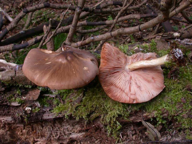 Mycoflora  toscana - Che grande soddisfazione....